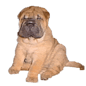 a giant dog wagging their tail