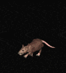 strolling rat