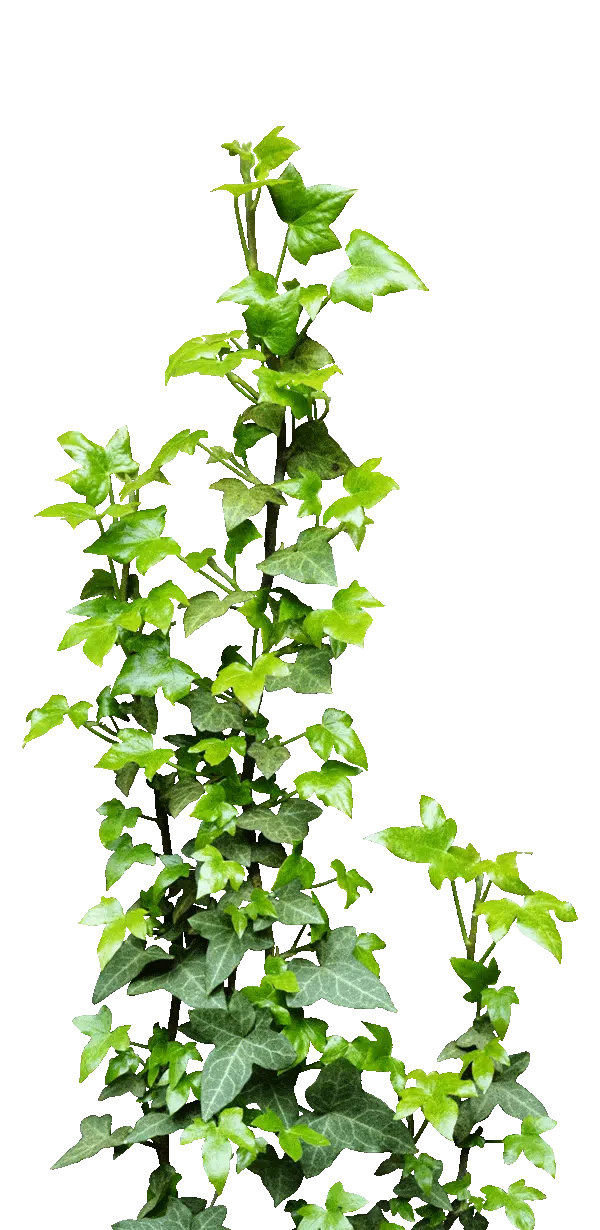 ivy